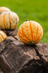 pumpkin