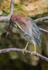 green heron fishing