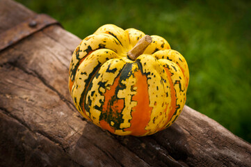 pumpkin