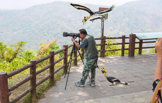 A man taking pictures But then two Great Hornbill will come to attack him.
