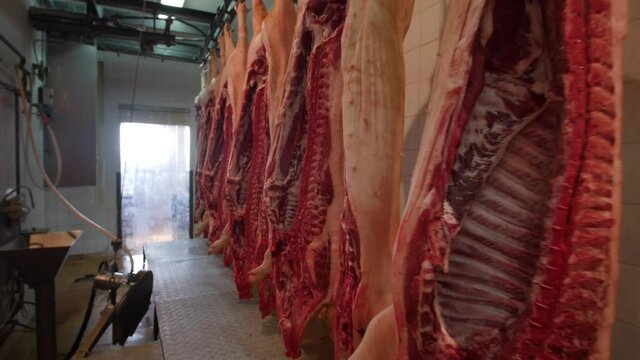 Disemboweled pork carcasses hanging from hooks in slaughterhouse. Dolly backward