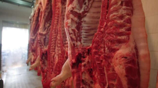Gutted pork carcasses hanging from hooks in abattoir. Dolly forward