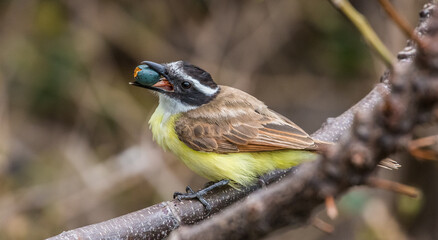 great kiskadee flycatcher bird