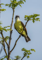 great kiskadee flycatcher bird