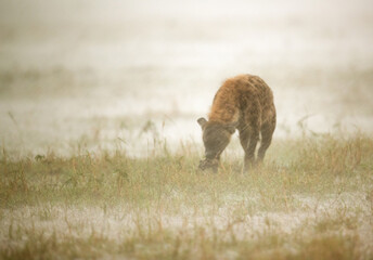 Hyena eating in Heavy rain, Masai Mara