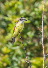 great kiskadee flycatcher bird
