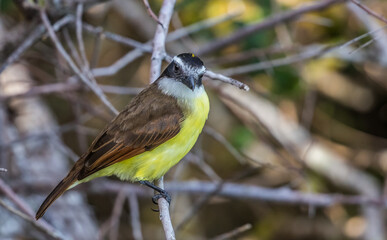 great kiskadee flycatcher bird