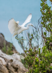 immature little blue heron fishing 