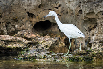 immature little blue heron fishing 