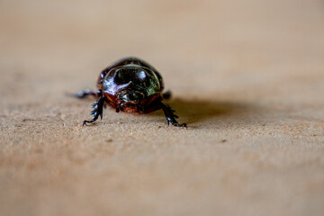 Rhinoceros Beettle (Enema pan) South American Bug Walking on Dirt