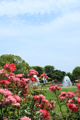Fototapeta na wymiar 赤いバラが満開の須磨離宮公園【5月】