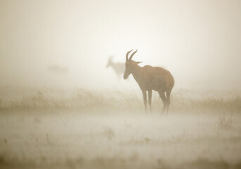 Topi antelope standing in heavy rain, Masai Mara
