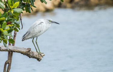 immature little blue heron fishing 