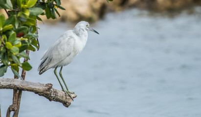 immature little blue heron fishing 