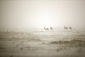 Obraz na płótnie Canvas Thomson's Gazelles facing heavy rain in the savannah grassland