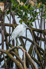 immature little blue heron fishing 