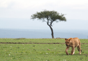 Lion cub, Masai Mara