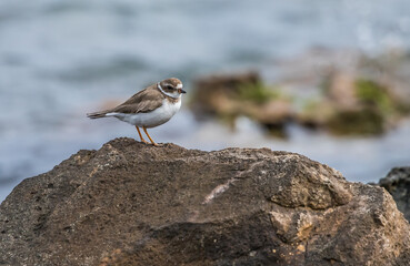 sandpiper on shore