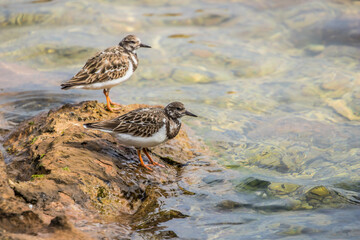 sandpiper on shore