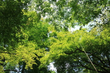 新緑の楓【5月】