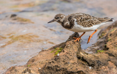 sandpiper on shore