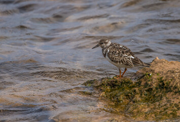 sandpiper on shore