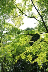 新緑の楓【5月】