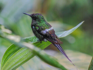Naklejka premium hummingbird in flight