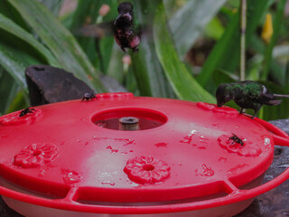 red ants feeding