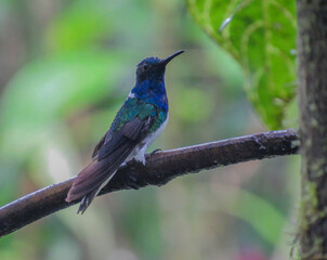 blue tailed hummingbird