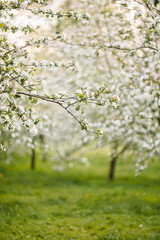 Flowers of blossoming apple tree branch on a spring day