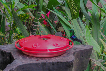 red flower pot