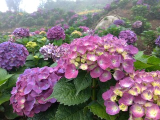 Hydrangea flowers