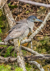 striated green heron fishing from shore