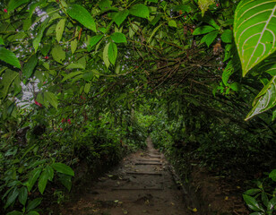 rain forest path