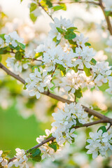 Flowers of blossoming apple tree branch on a spring day
