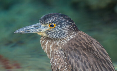 striated green heron fishing from shore
