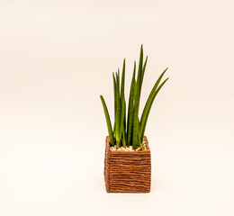 Beautiful indoor plant isolated against white background. 