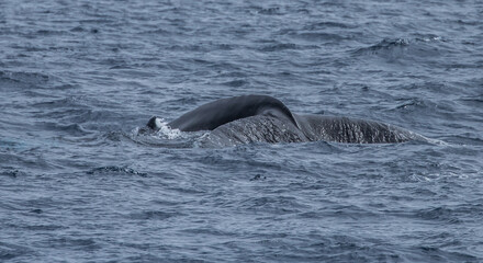 humpback whale watching in Atlantic Ocean