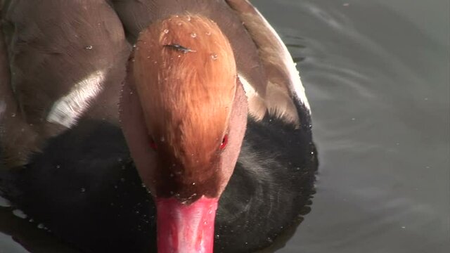 Red headed pochard duck close up view swimming in water