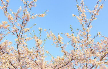 さくら　空　素材