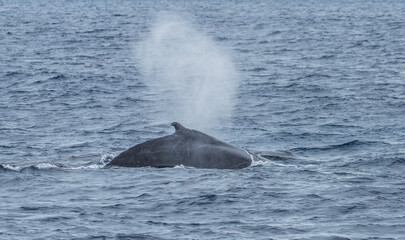 Fototapeta premium humpback whale watching in Atlantic Ocean