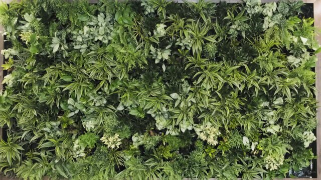 Beautiful tilt up shot of a vertical green plant wall in its entirety