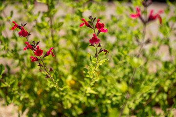 チェリーセイジ　赤