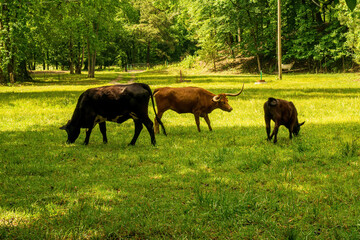 Naklejka premium Longhorn Steer, a Cow, and Calf Graze in a Meadow.