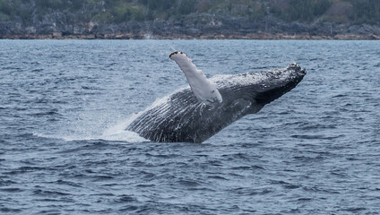 Obraz premium humpback whale watching in Atlantic Ocean