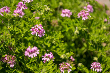 ローズゼラニウム