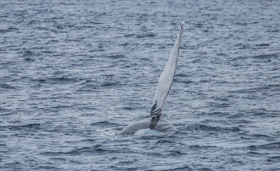humpback whale watching in Atlantic Ocean