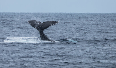 Fototapeta premium humpback whale watching in Atlantic Ocean