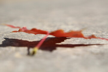 Red leaf on the ground